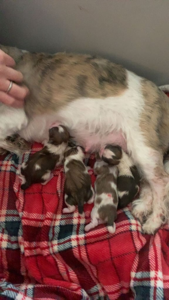 Shitzu puppies all sold now