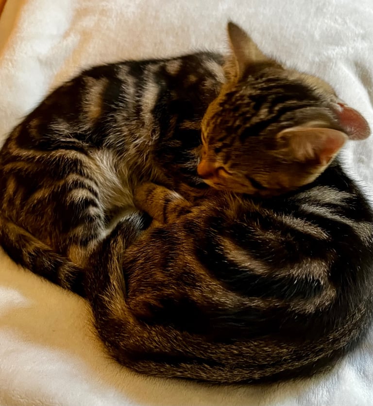 Bengal X Kittens With Gold Glitter Fur For Sale