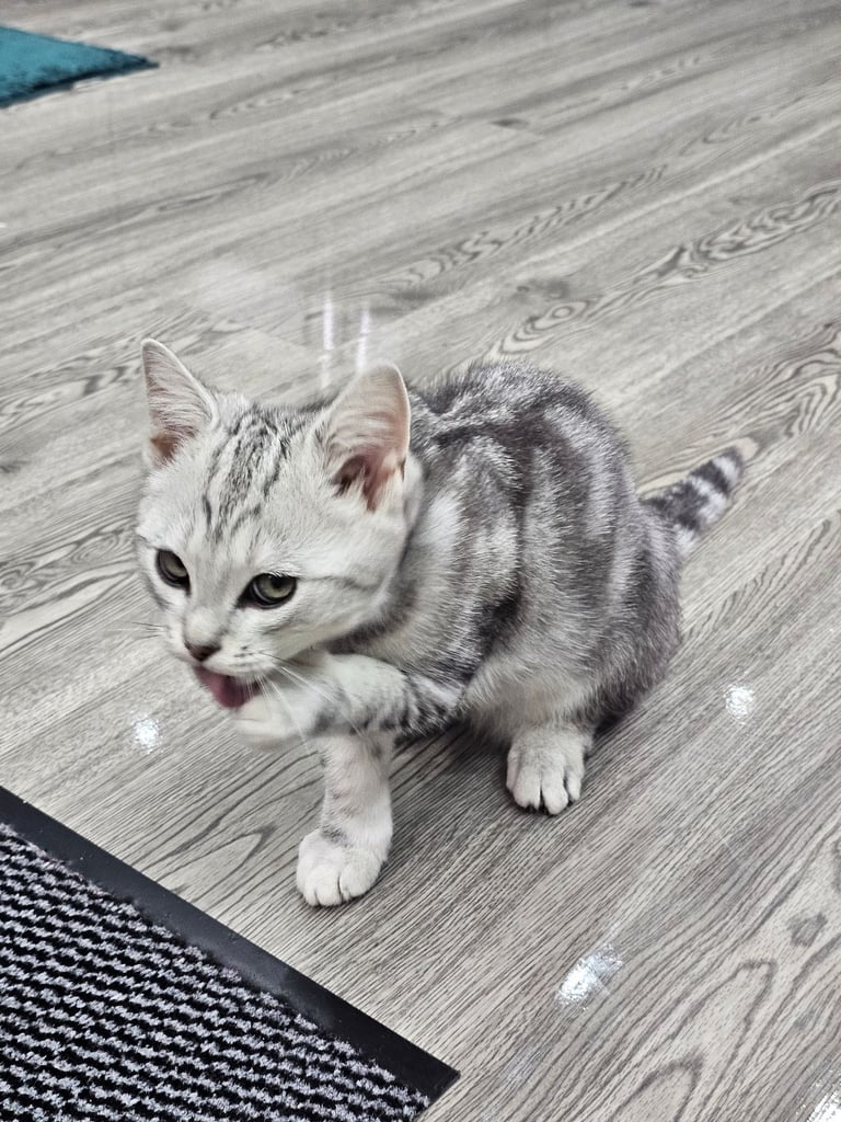 Beautiful Silver Tabby British Shorthair Boy