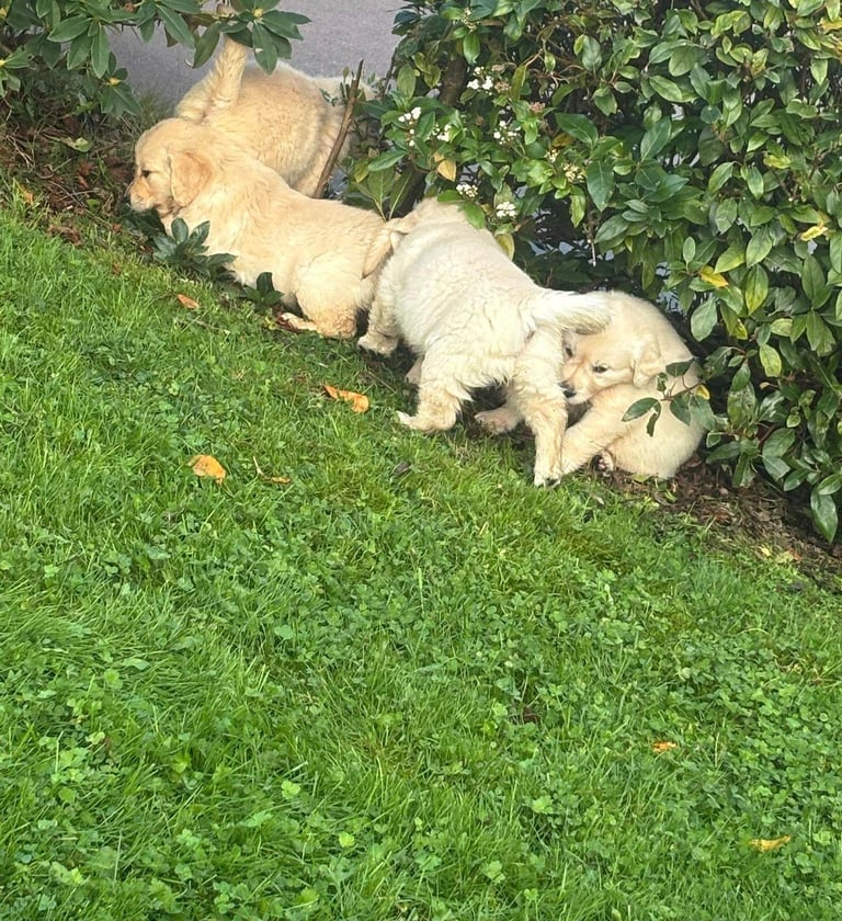 image for Golden Retriever puppies