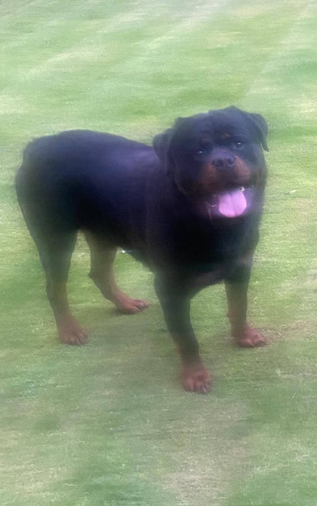 Gentle 8-Year-Old Rottweiler – Loyal, Loving Family Dog
