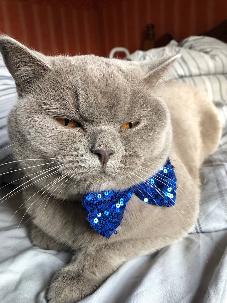 British Shorthair Cat