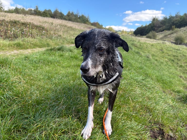 Murphy blue merle border collie