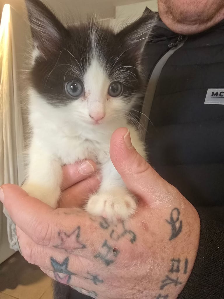 image for Kittens for sale