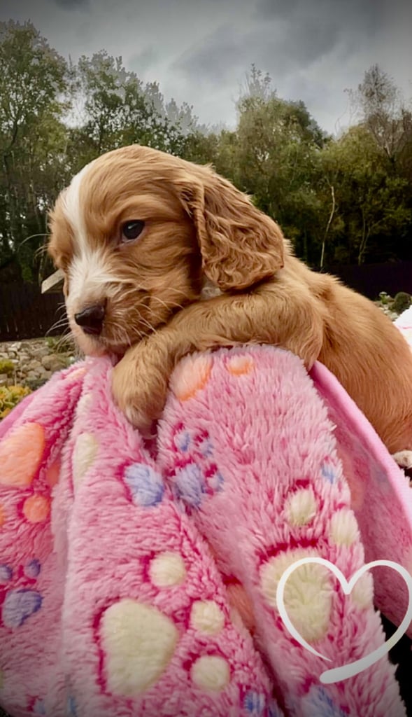 Cocker Spaniel pups 🐶 Looking for Forever Homes🐶