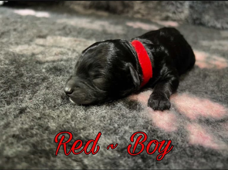 CAVAPOCHO  PUPPIES 8 WEEKS READY NOW