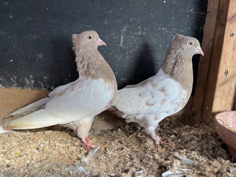 Iranian Pigeons For Sale