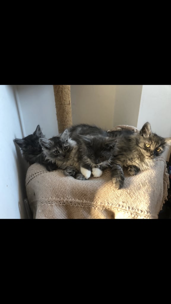 Norweigan Forest Kittens