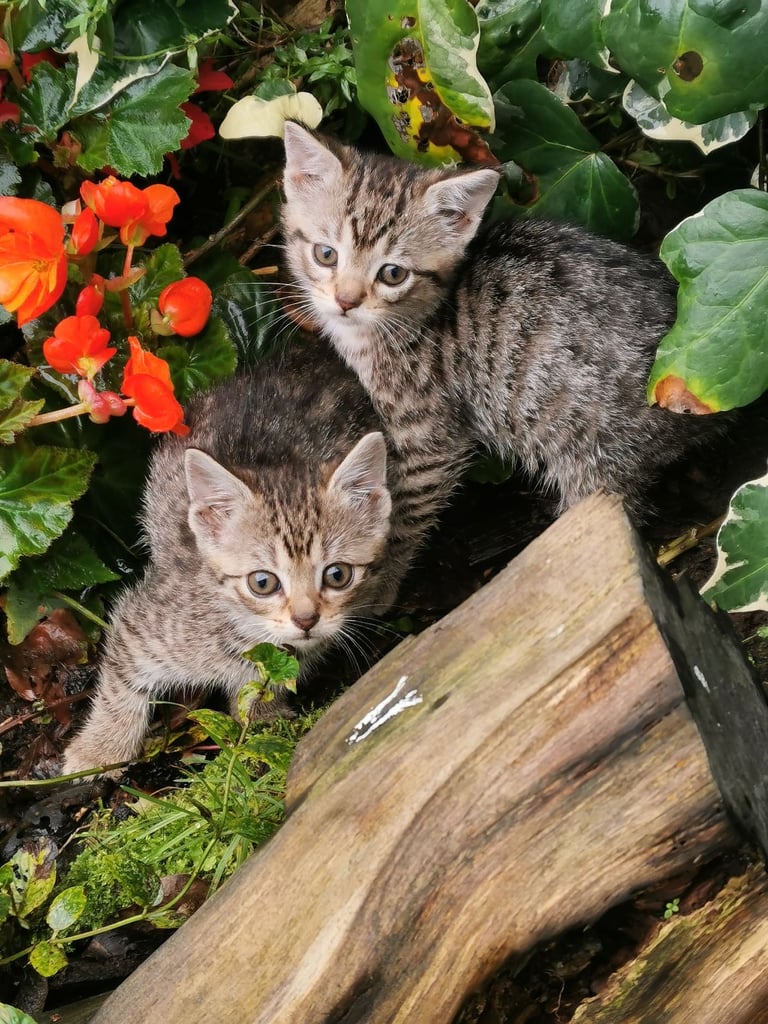 Kittens for sale Lisburn