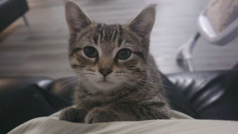 Female Tabby Kitten (4 months) 