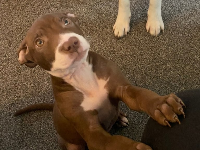 Puppy for rehome 