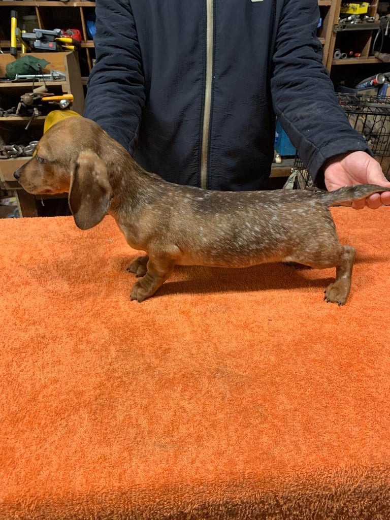 Beautiful short haired dachshund pups