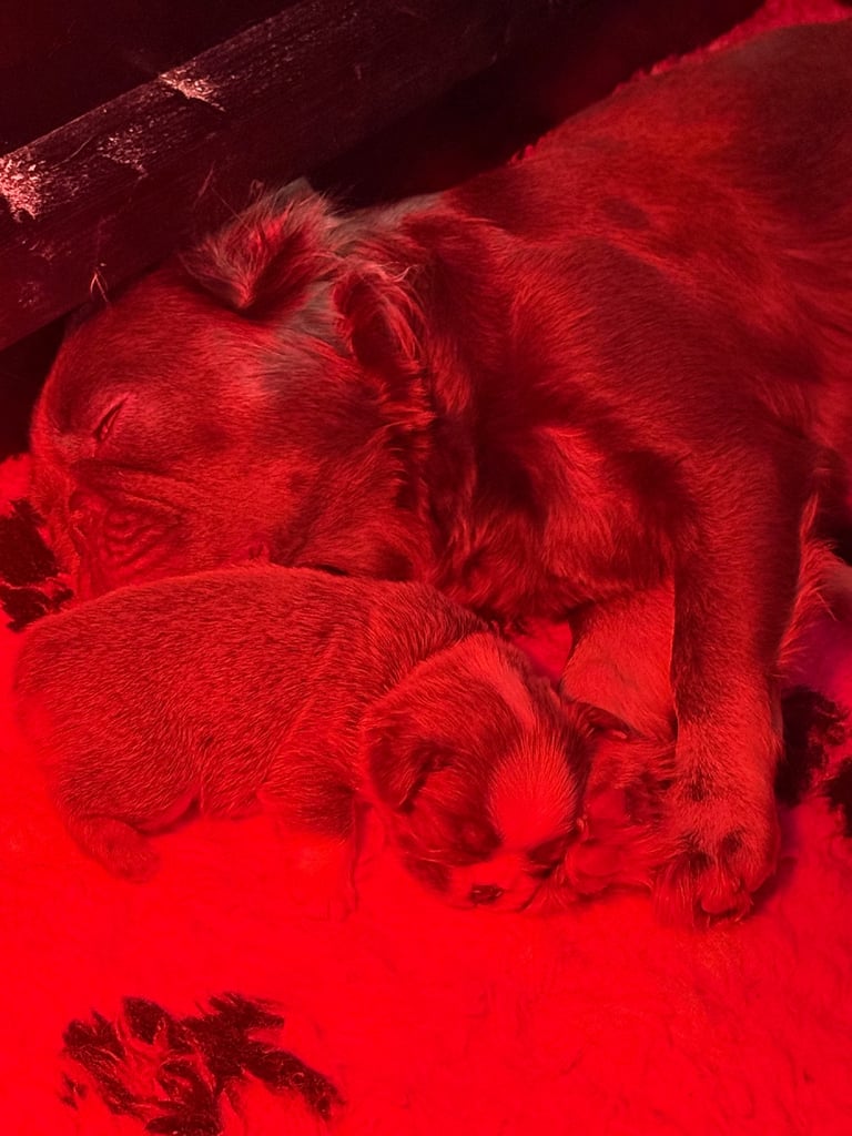 **Fluffy Frenchie’s**