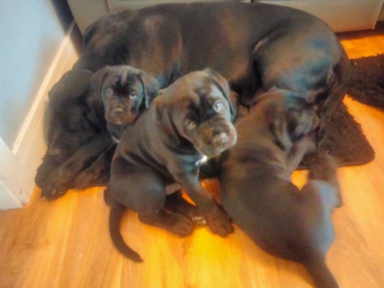 image for Cane Corso puppies black