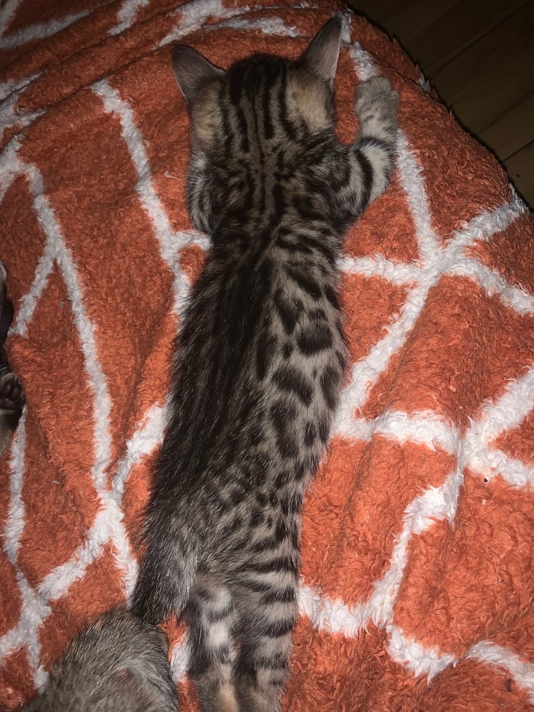 3 beautiful bengal kittens 10 weeks old 