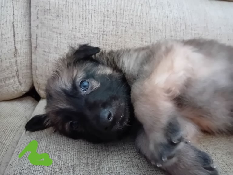 German Shepherd puppies 