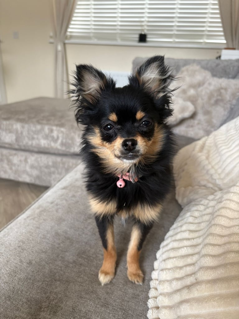 pomeranian girl 