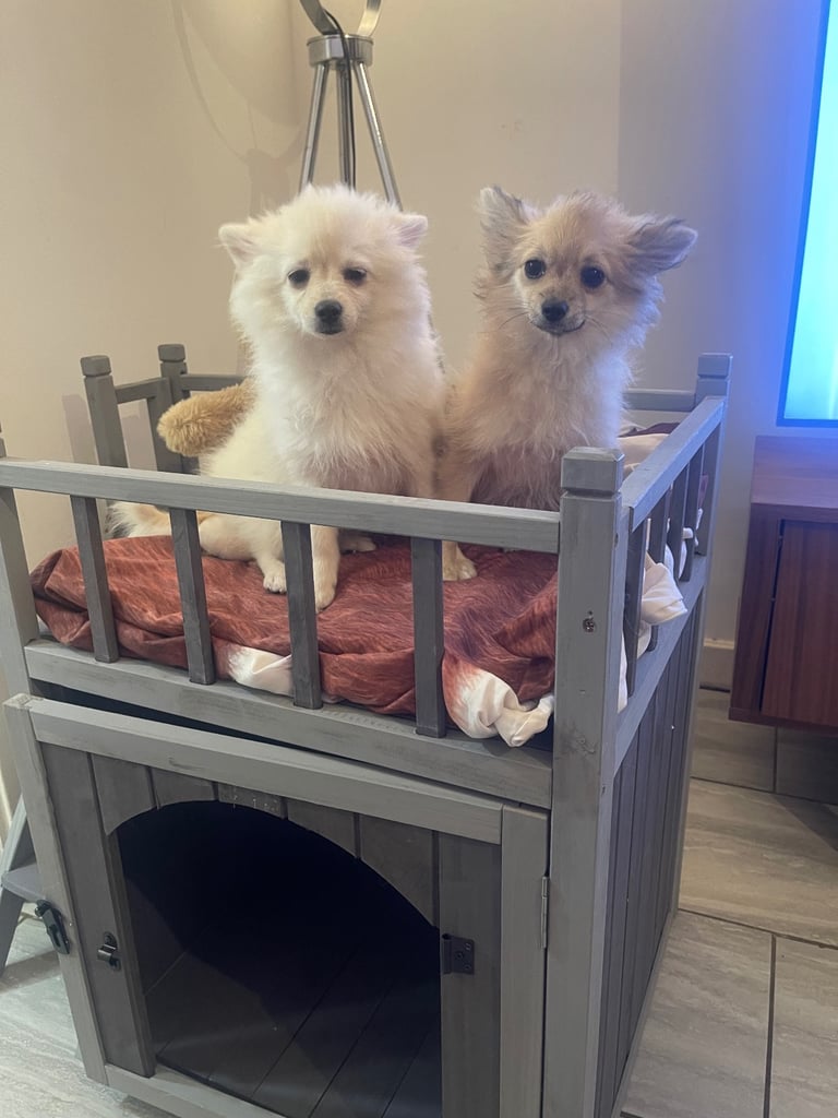 🐶 Two Adorable Female Puppies for Sale!