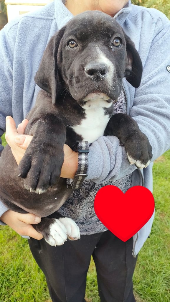 image for Cane Corso X puppies 