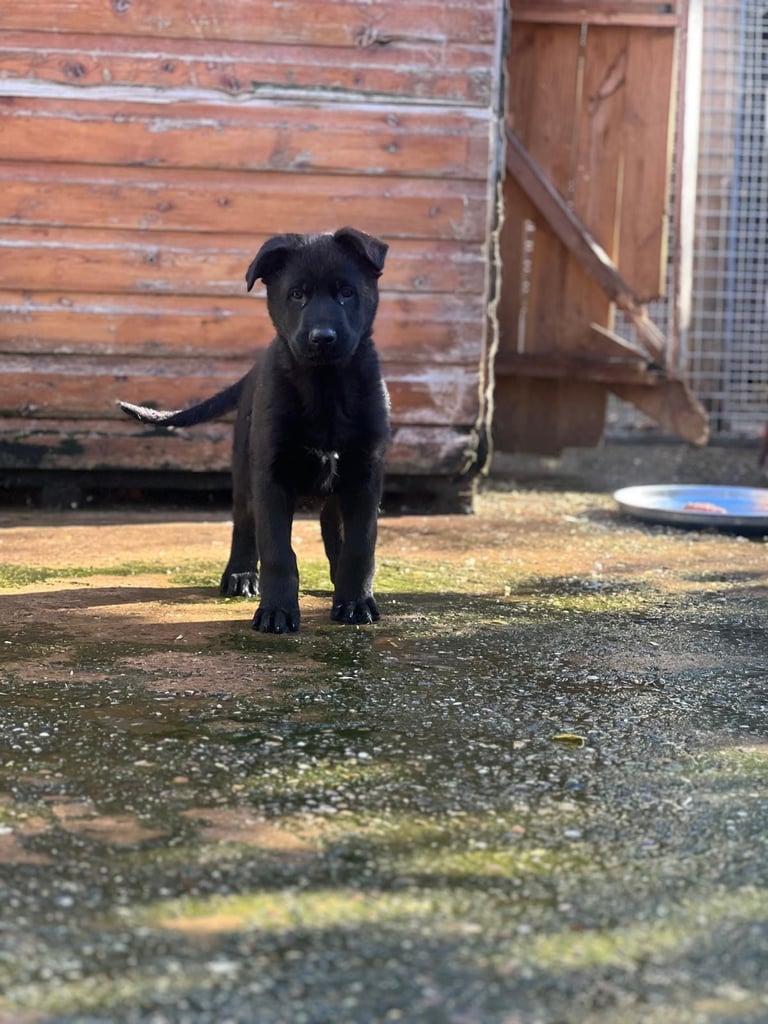 Top Line Black German Shepherd Available! 