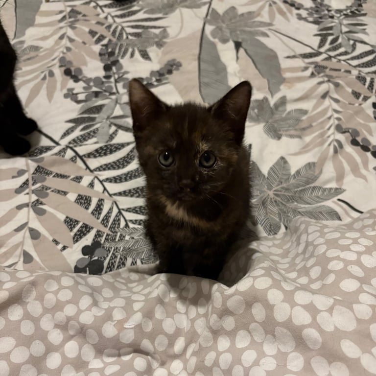 2 KITTENS left 