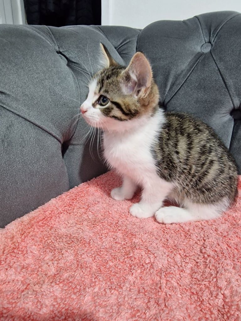 image for Kittens 