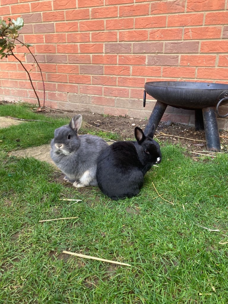 image for Rabbits - Norwegian Dwarf - With hutch