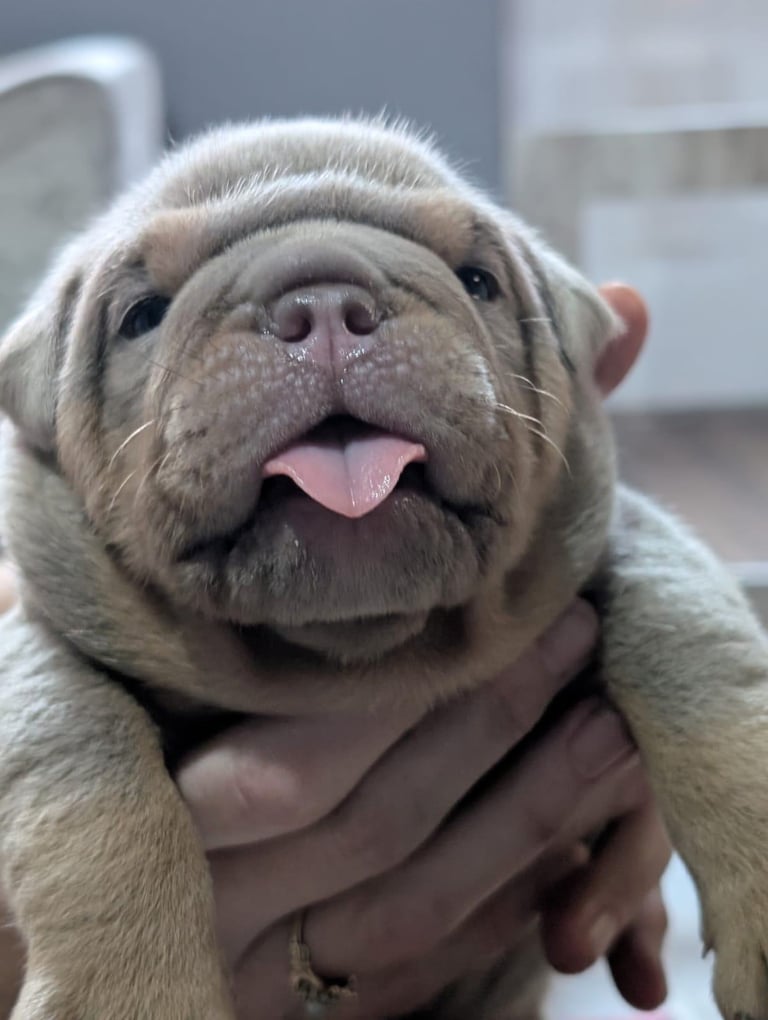Beautiful Rainbow Litter Of New English Bulldog 