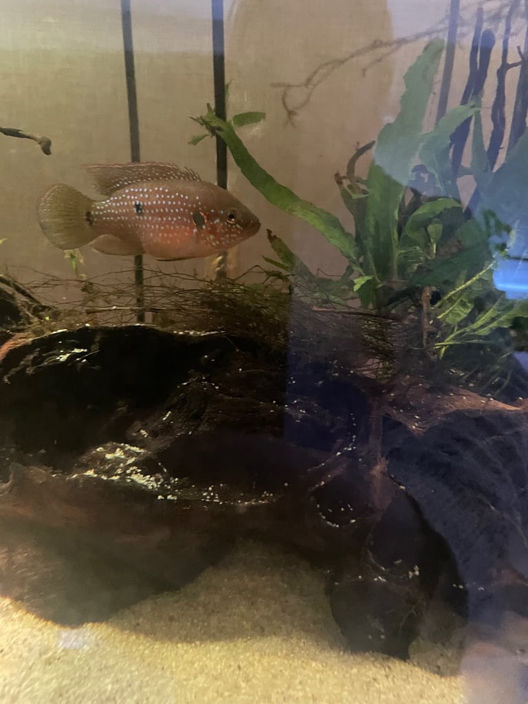 Cichlids for sale 