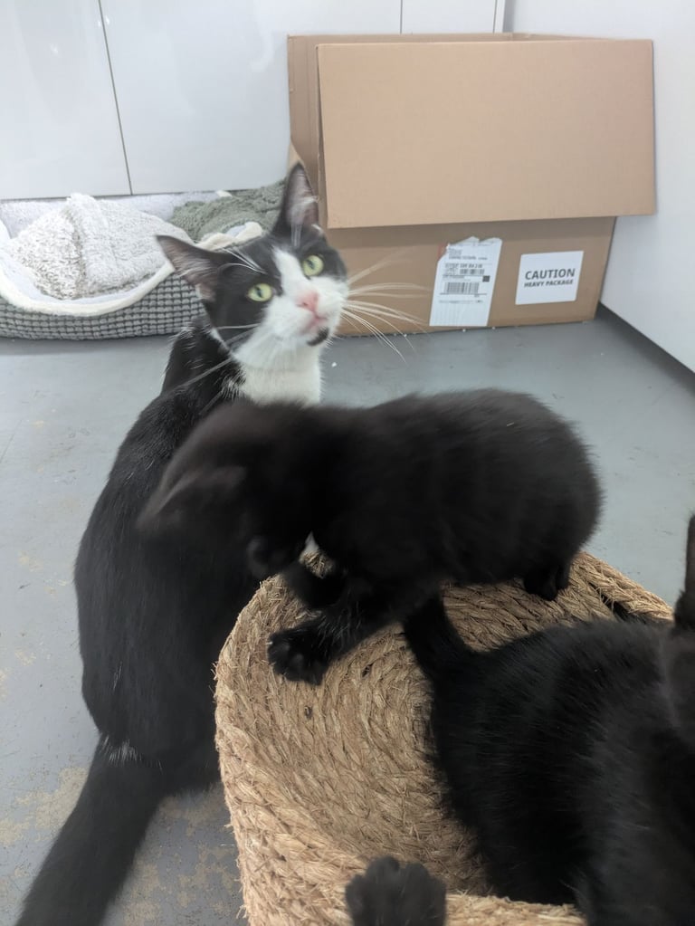 5 black kittens for sale xx