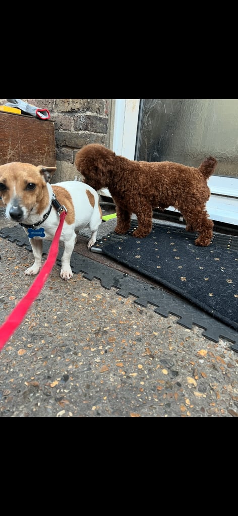 Miniature Asian toy Jackapoo puppys