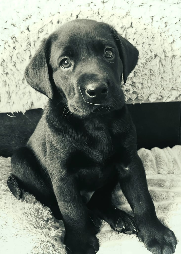 8 superb kc reg Labrador puppies ( 6 days and your pup can come home!!)—