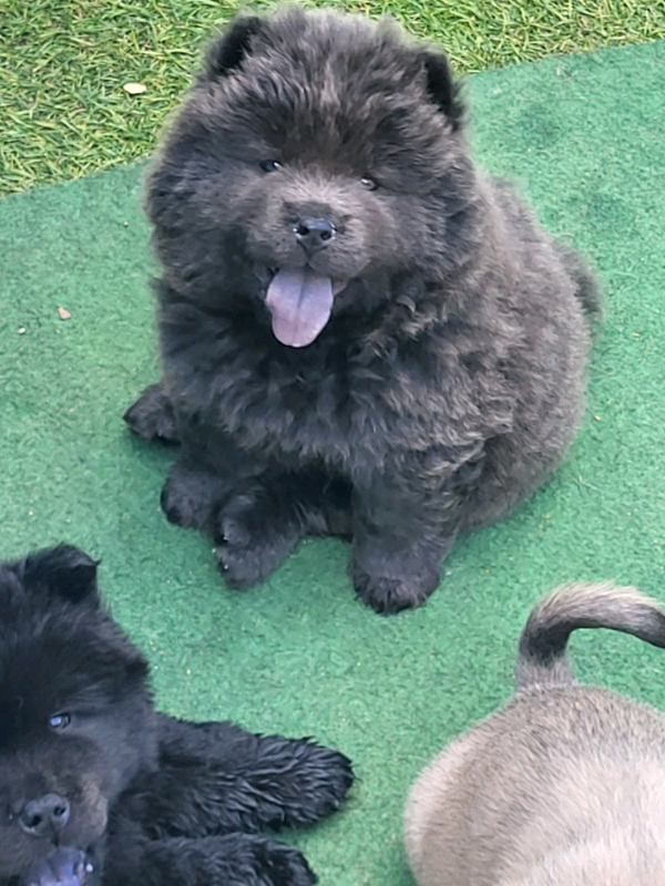 Chow Chow Puppies. 