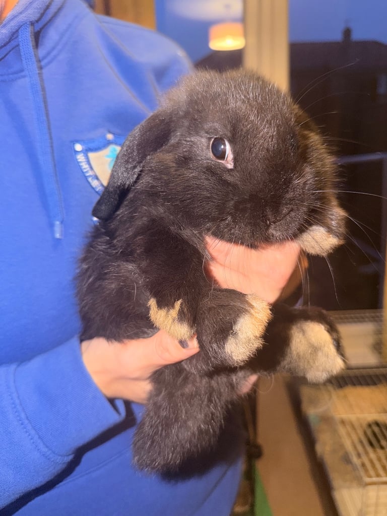 2 male mini lops for sale