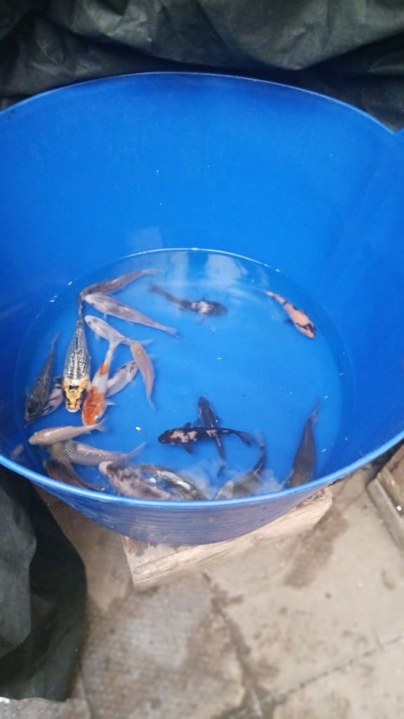 koi carp for sale / end of sesson sale 