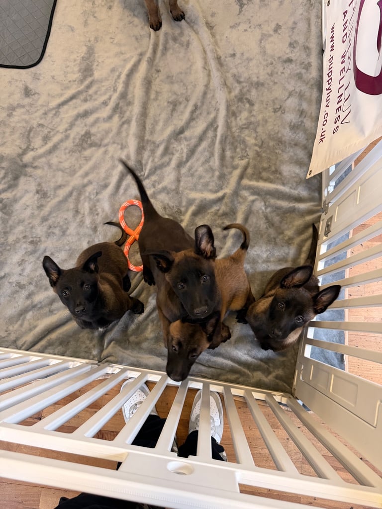 Belgain malinois pups for sale ready now!!