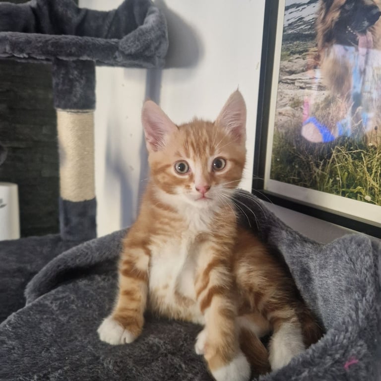 3 Kittens ready for their new homes 