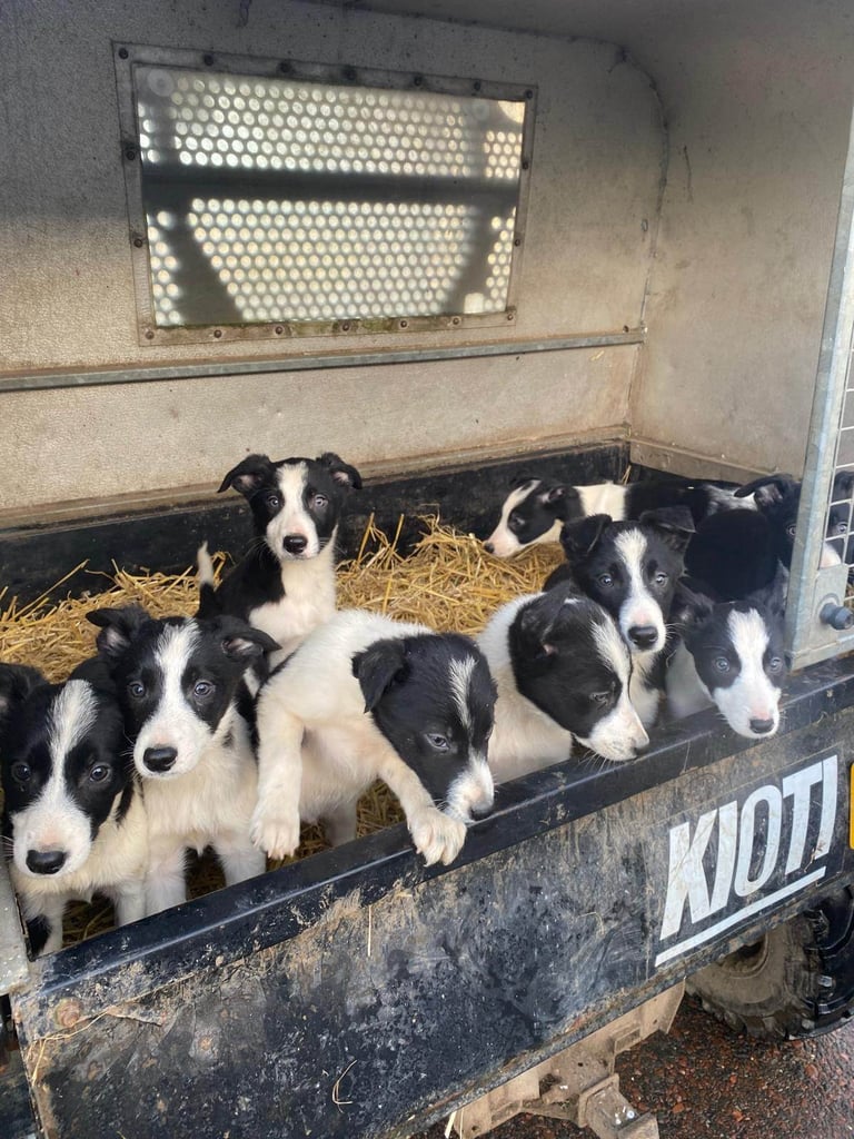 image for Border collie puppies
