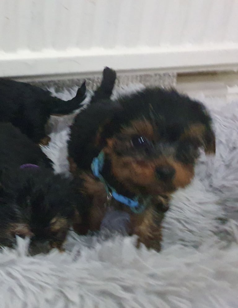 Yorkshire terrier puppies 