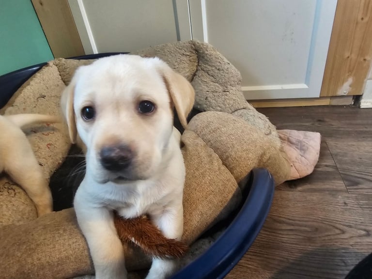 Beautiful Yellow Labrador Puppies for Sale