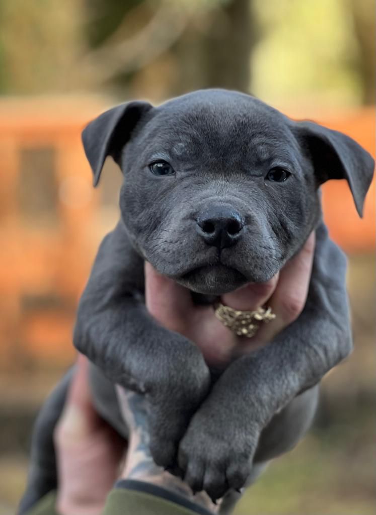 Classical pedigree staffy puppies for sale