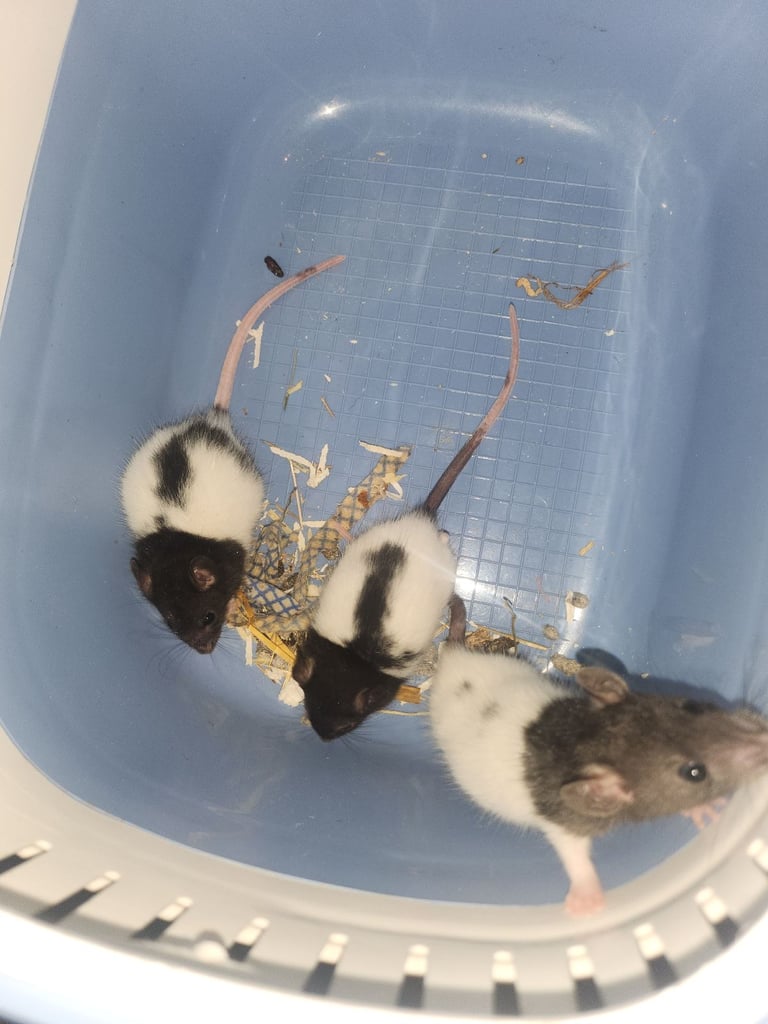 3 girls left Topeard&dumbos on way soon