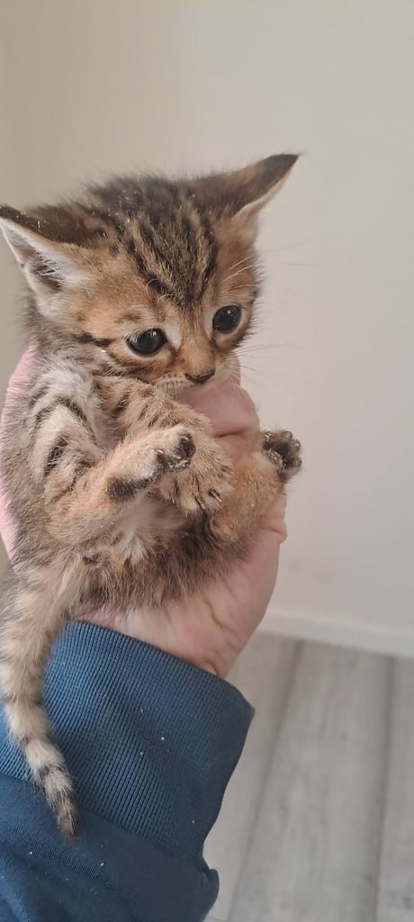 Bengal kittens girls x 3