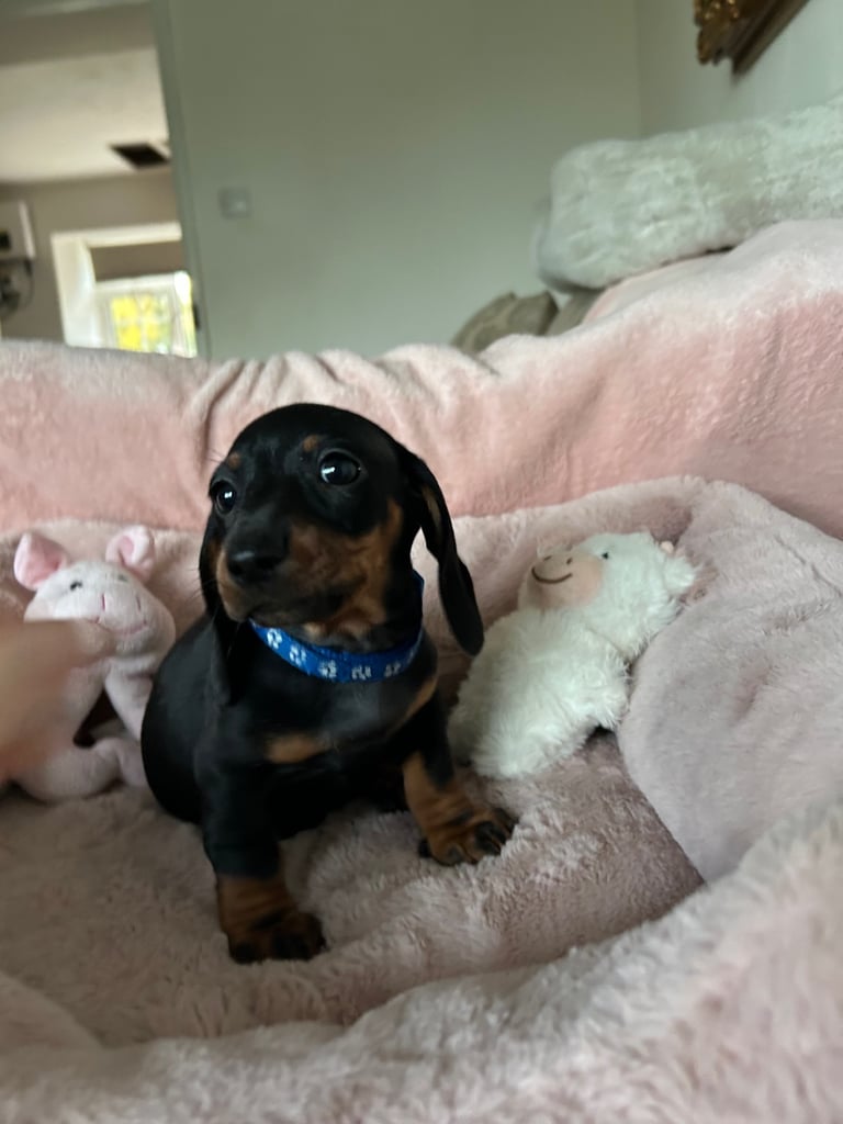 Ready now, 2 Beautiful girls  Dachshund puppies available 
