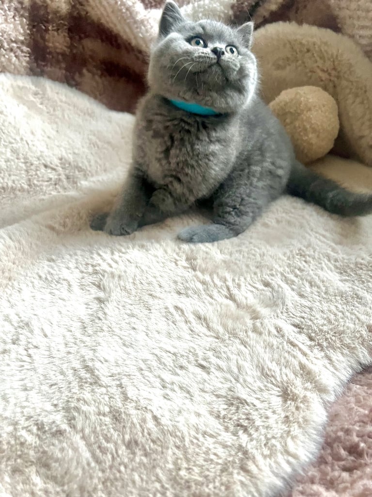Beautiful British Shorthair Kittens