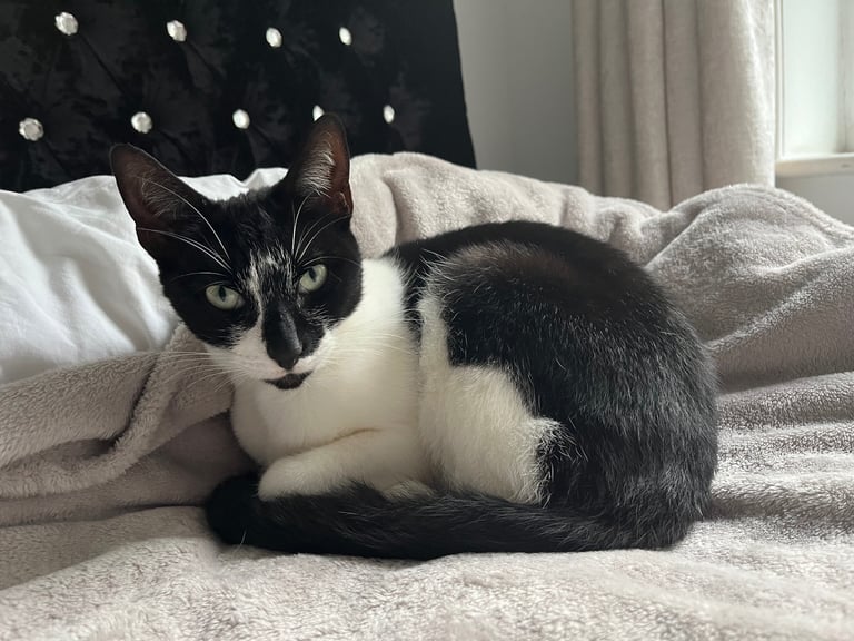 2 black and white cats 