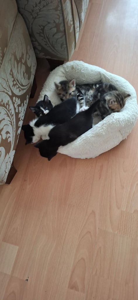 image for Cute kittens