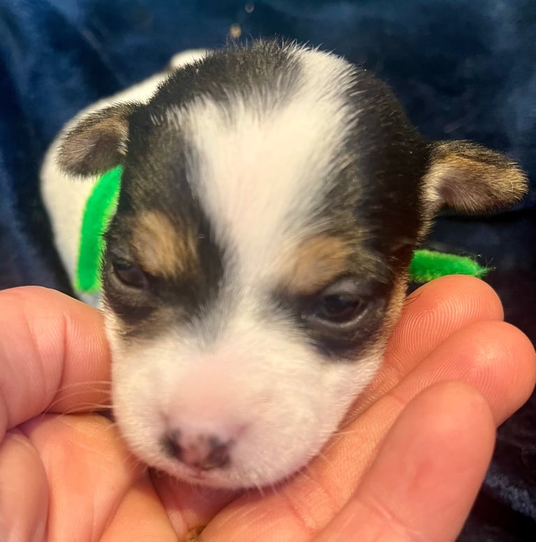 First litter of 7 Jack Russel puppies