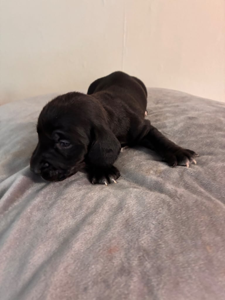 🐶 Gorgeous Dachshund Pups Looking for Homes – 25th Oct ✨