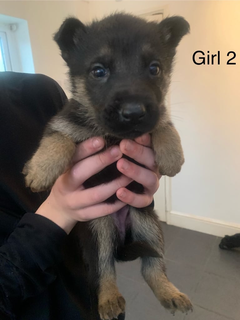 Pups for sale 